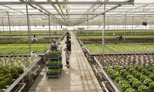 Agri Produce/Exporter Company